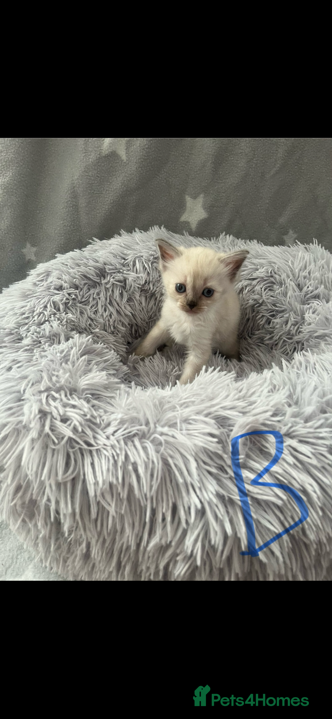 Ragdoll cats for sale: 1 male Ragdoll kitten  - Image 5