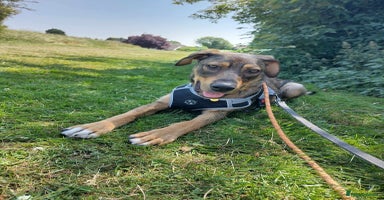 Mixed Breed dogs in Nottingham - Advert 4