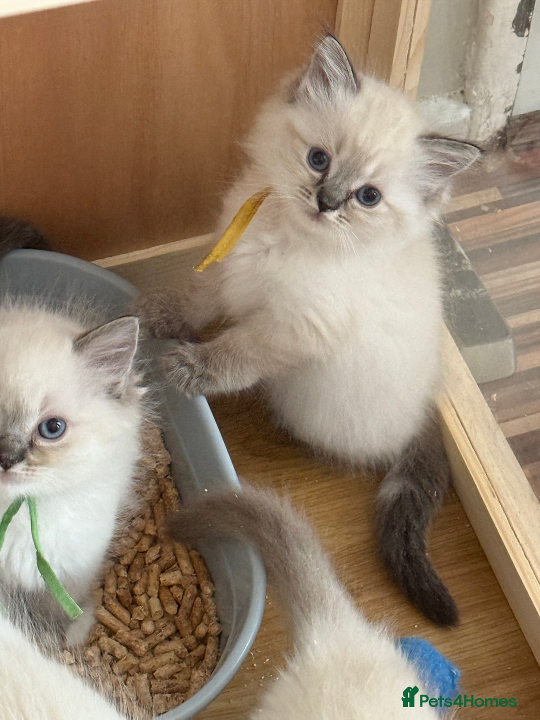 Ragdoll cats for sale: Gccf registered ragdoll kittens  - Image 18