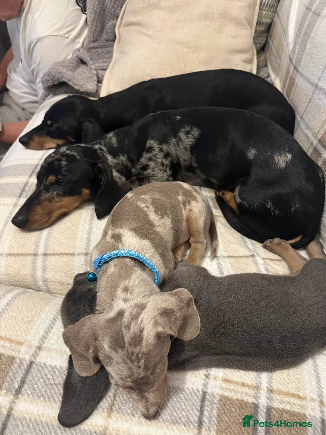 Dachshund dogs for sale: Beautiful litter of 3 KC Reg - Advert 3