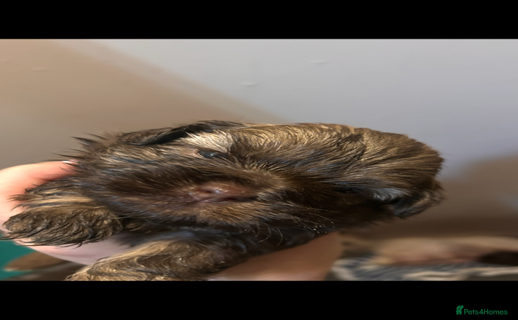 Mixed Breed dogs - Advert 1