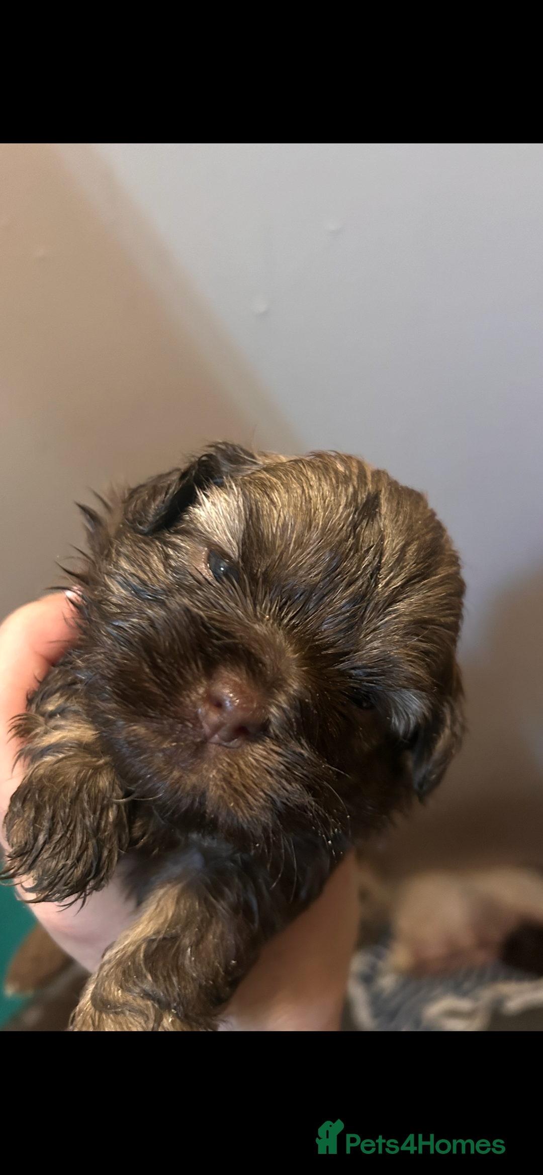Mixed Breed dogs for sale: Shitzu poodle mix  - Image 1