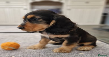 Cocker Spaniel dogs - Advert 8