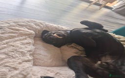 Mixed Breed dogs for sale: Lab-Staffy cross 8 months - Image 14