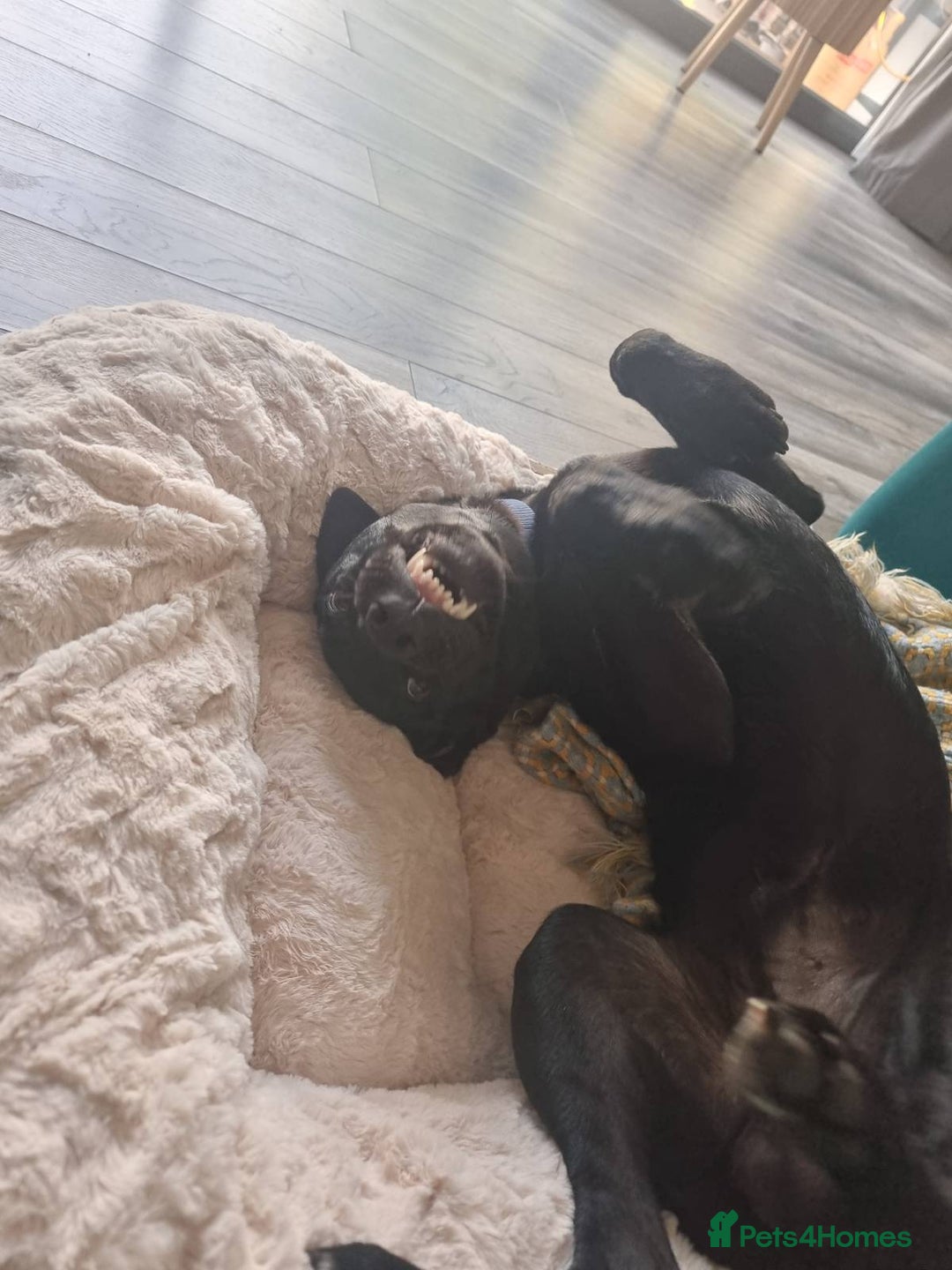 Mixed Breed dogs for sale: Lab-Staffy cross 8 months - Image 14