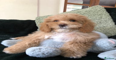 Mixed Breed dogs - Advert 15