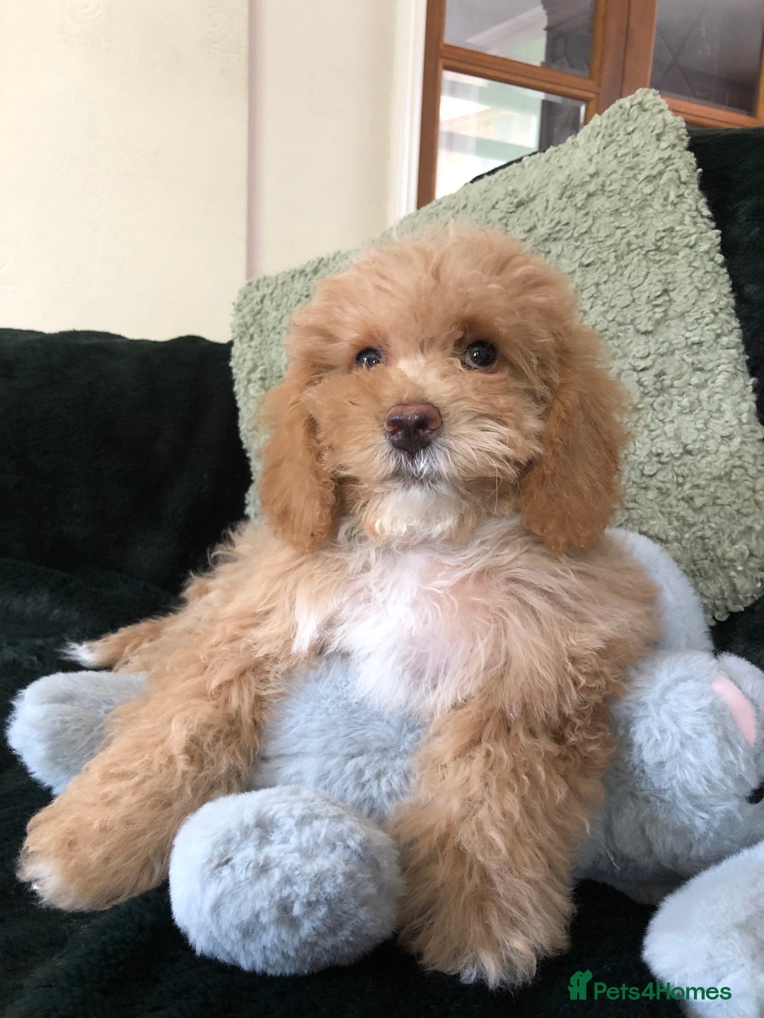 Mixed Breed dogs for sale: shihtzu x toy poodle puppies for sale - Image 31