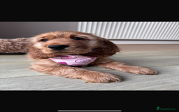 Cocker Spaniel dogs for stud: PROVEN Golden Show type Cocker spaniel STUD in Swindon - Image 14