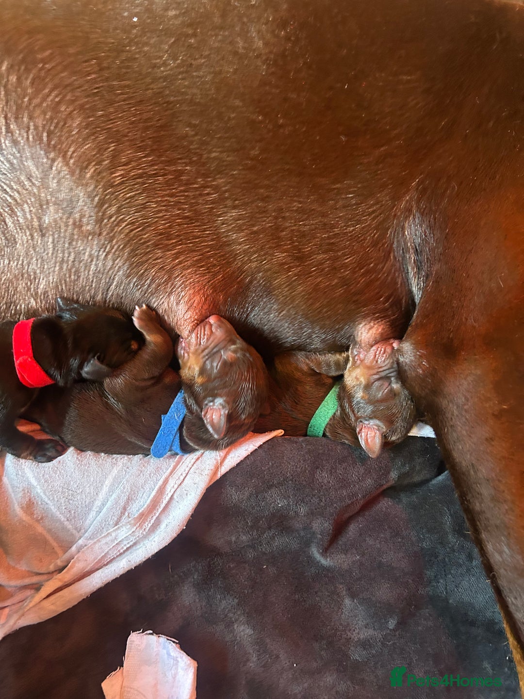 Dobermann dogs for sale: Dobermann puppies Champion bloodline, kc reg - Image 5