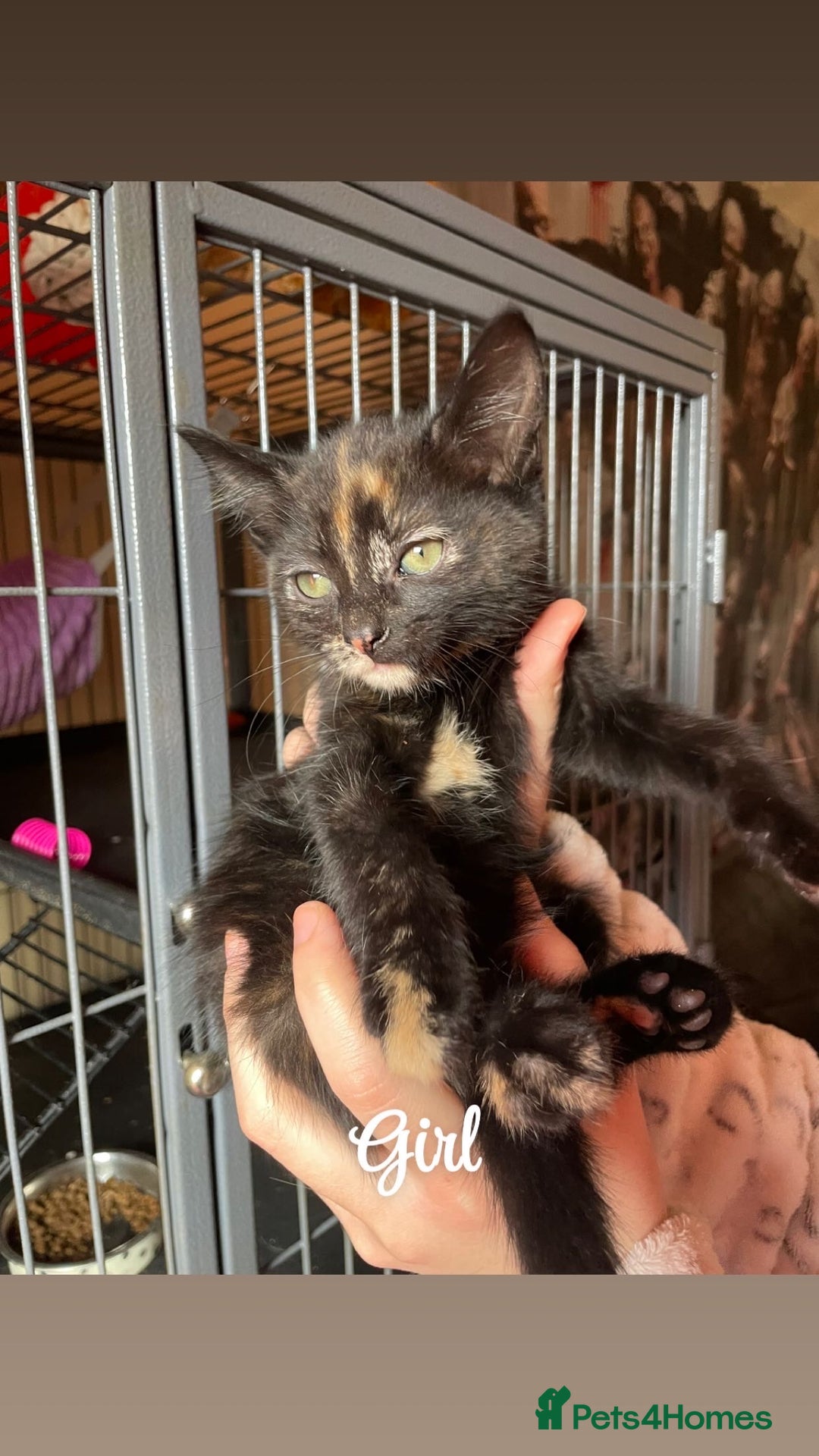 British Shorthair cats for sale: Kittens for sale  - Image 2