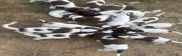 English Springer Spaniel dogs for sale: KC Registered English Springer Spaniel Puppies - Advert 5