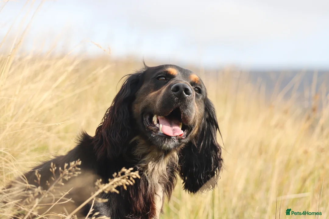 Cocker Spaniel dogs for stud: Outstanding kc Cocker spaniel at stud in Lancaster - Advert 2
