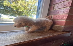 Cockapoo dogs for sale: 8 beautiful, stunning cockapoo  - Image 12