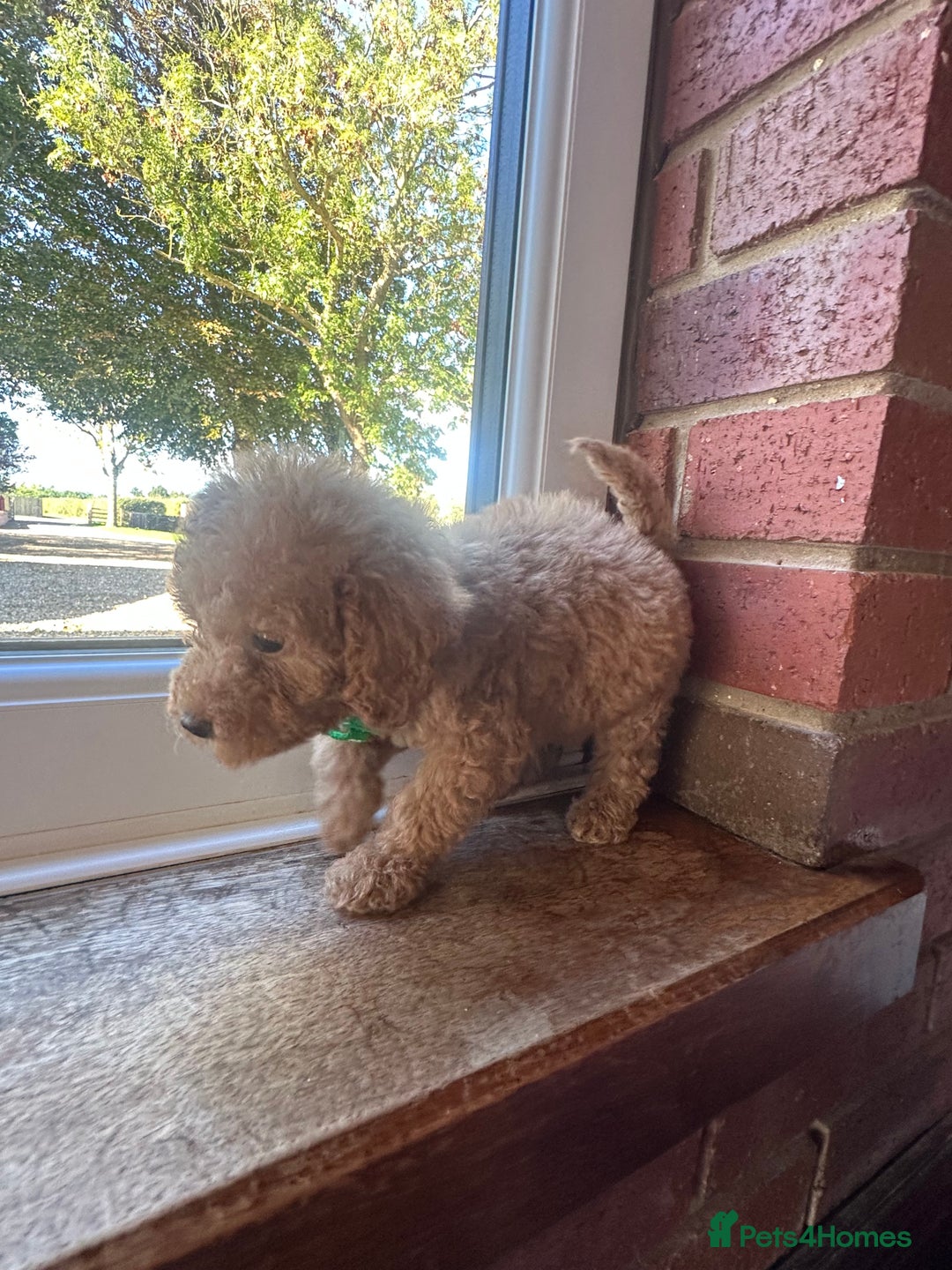 Cockapoo dogs for sale: 8 beautiful, stunning cockapoo  - Image 12
