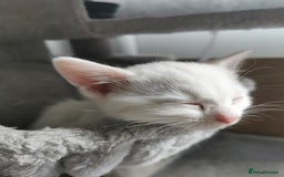 Mixed Breed cats for sale: Mixed breed Turkish Angora fluffy kittens - Image 11