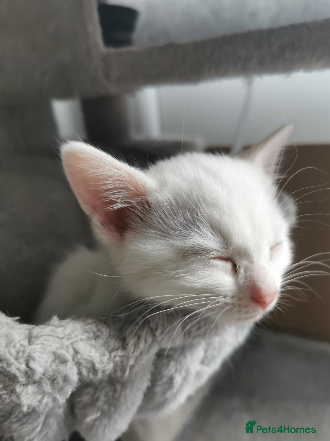 Mixed Breed cats for sale: Mixed breed Turkish Angora fluffy kittens - Image 11