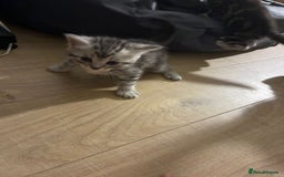 American Shorthair cats for sale: American shorthair  - Image 36