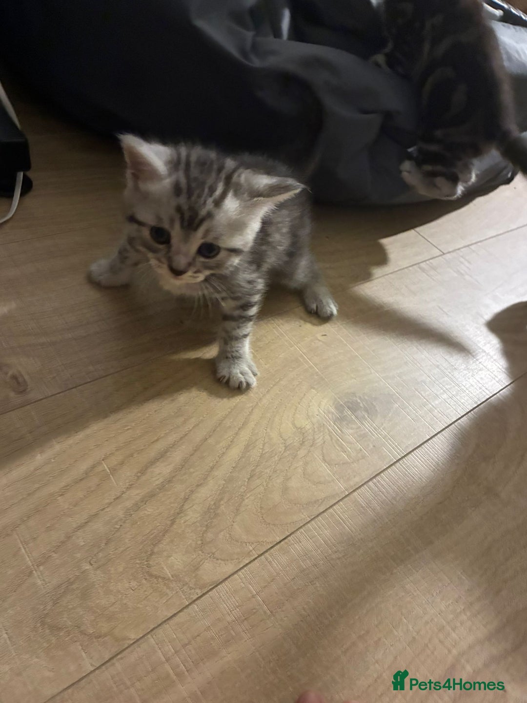 American Shorthair cats for sale: American shorthair  - Image 36