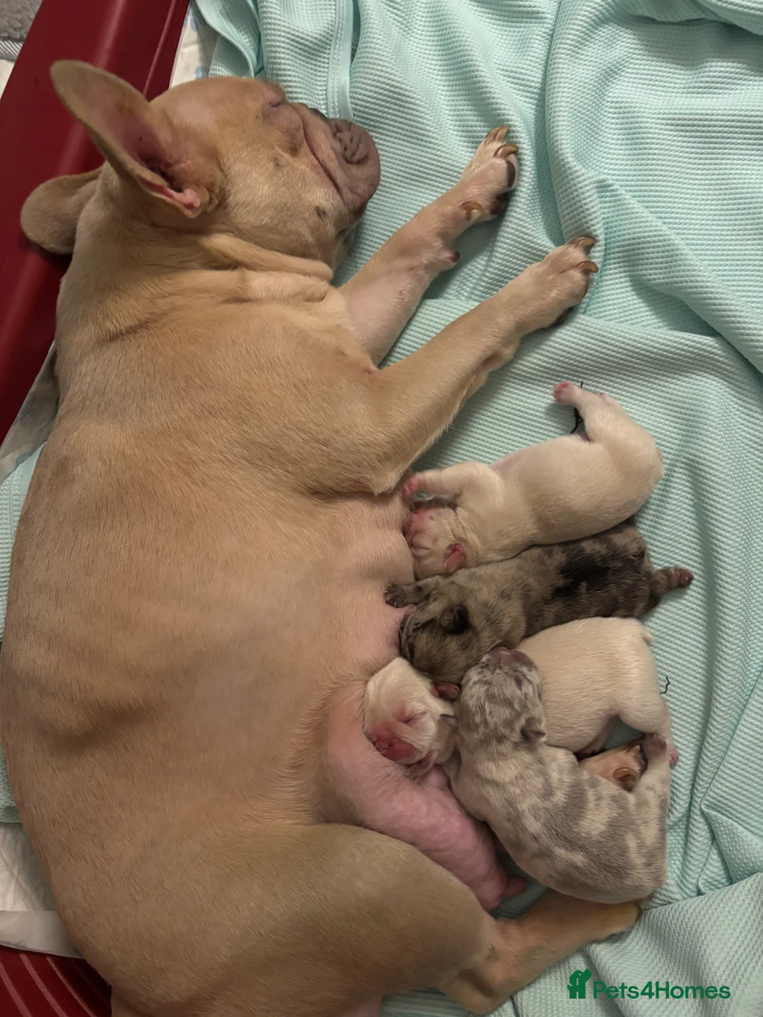 French Bulldog dogs for sale: French bulldogs for sale  in Basildon - Advert 10