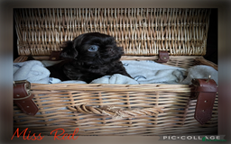 Shih Tzu dogs for sale: Stunning KC chocolate imperial Shihtzu puppies - Image 18