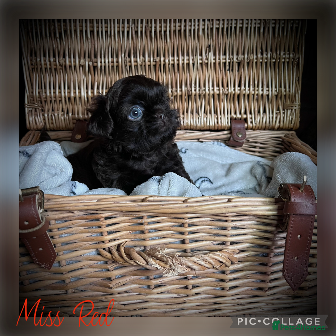 Shih Tzu dogs for sale: Stunning KC chocolate imperial Shihtzu puppies - Image 18