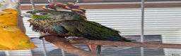 Conures birds for sale: Loving 5-Month old Green Cheek Conure (Pippin) - Advert 17