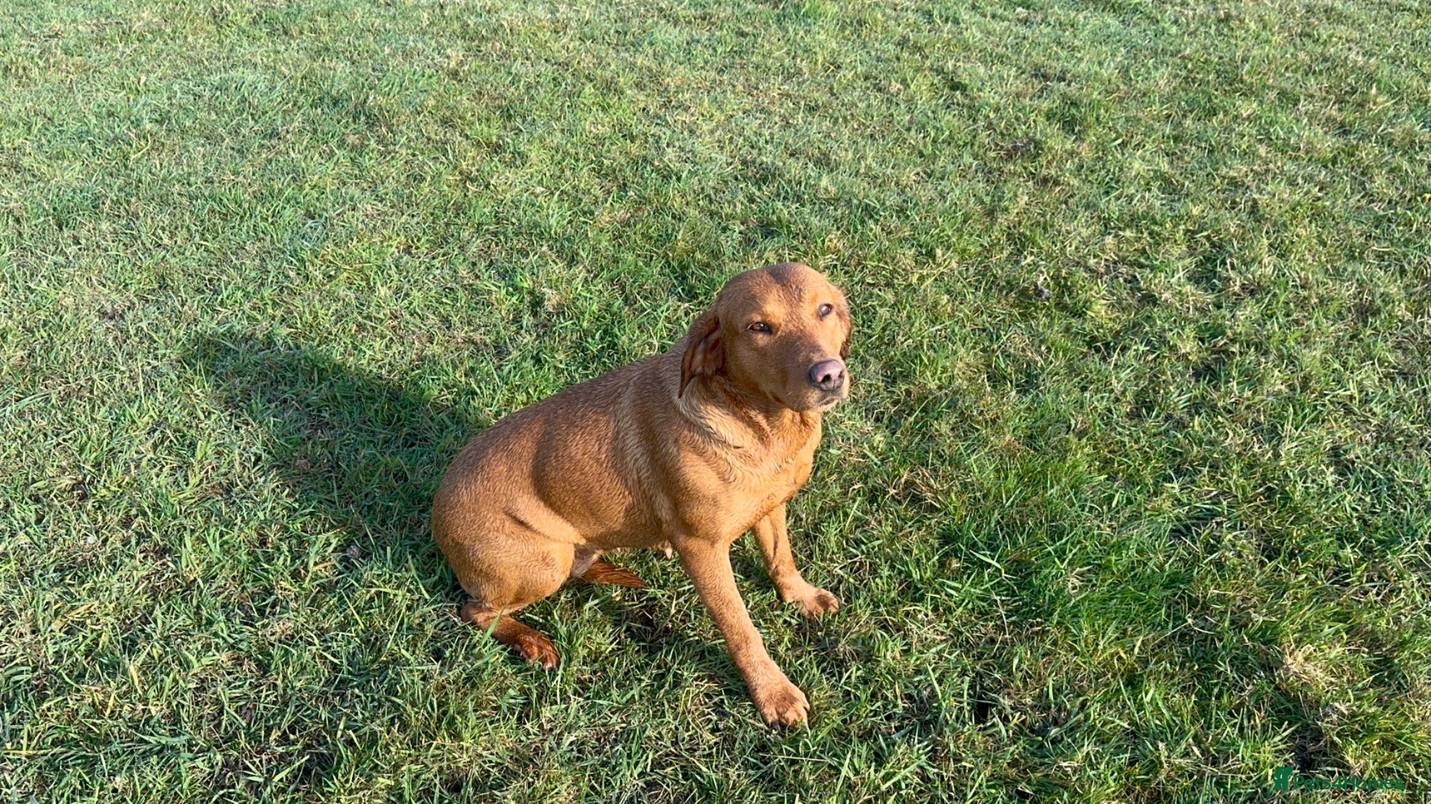 Labrador Retriever dogs THREE 6 YR OLD WORKING LABS. HIP ELBOW DNA PERFECT - Advert 1