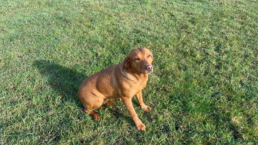 Labrador Retriever dogs for sale: THREE 6 YR OLD WORKING LABS. HIP ELBOW DNA PERFECT - Advert 1