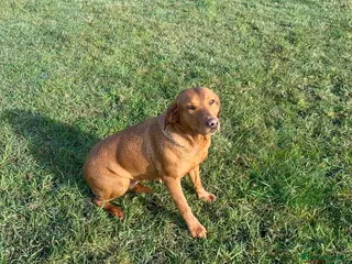 Labrador Retriever dogs THREE 6 YR OLD WORKING LABS. HIP ELBOW DNA PERFECT - Advert 1