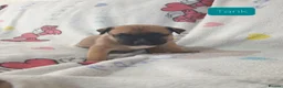 Mixed Breed dogs for sale: Staffy Mix Puppies in Seaham - Advert 10
