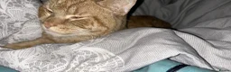 Mixed Breed cats for sale: Tiger  in London - Advert 5