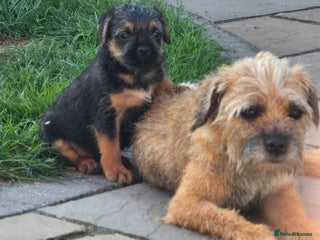 Border Terrier dogs - Advert 1