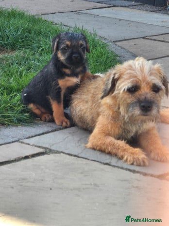 Border Terrier dogs - Advert 1