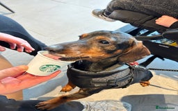 Dachshund dogs for sale: Male Dachshund  - Image 5