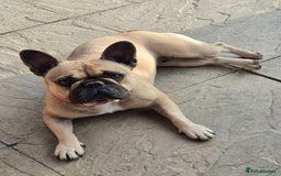 Mixed Breed dogs for sale: *UPDATE* 3x purebred dogs for rehoming - Image 12