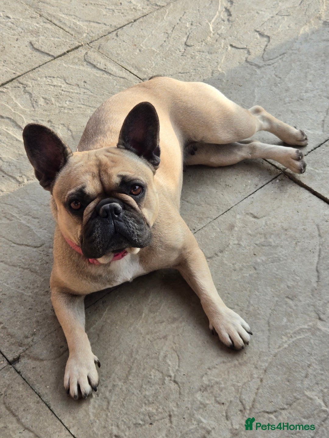 Mixed Breed dogs for sale: *UPDATE* 3x purebred dogs for rehoming - Image 12