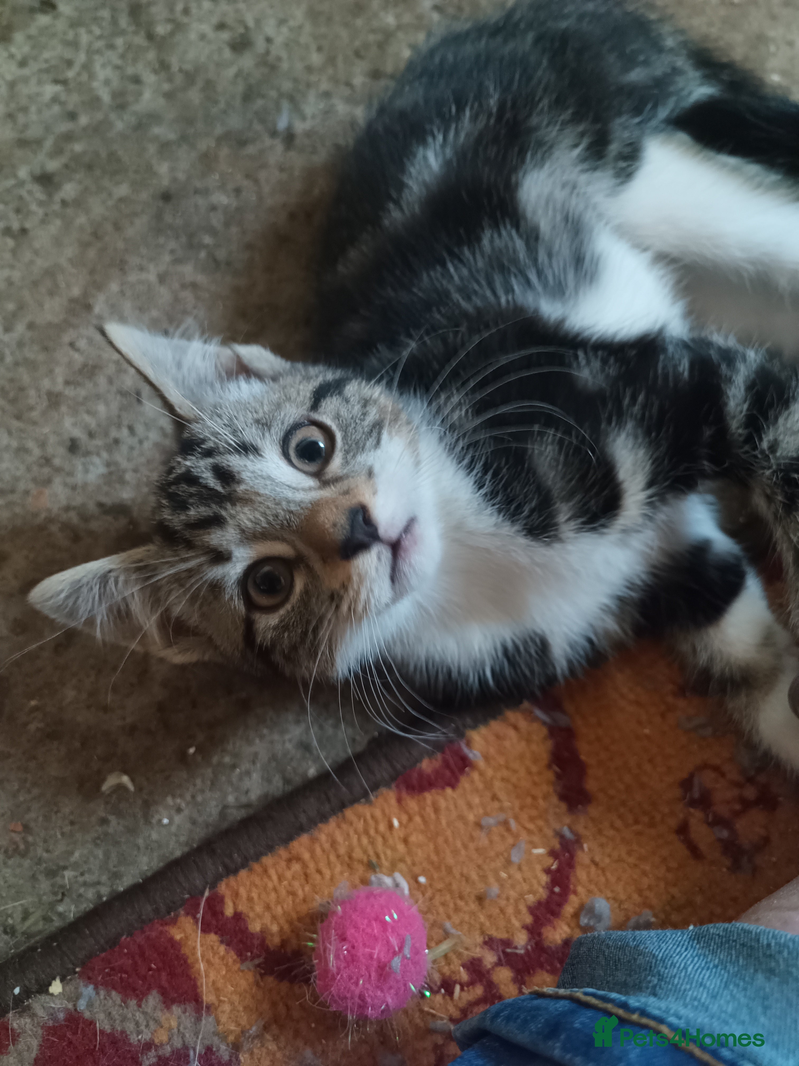 Bengal cats Bengal x British Short Hair Kittens  - Advert 1