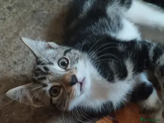 Bengal cats Bengal x British Short Hair Kittens - Advert 1