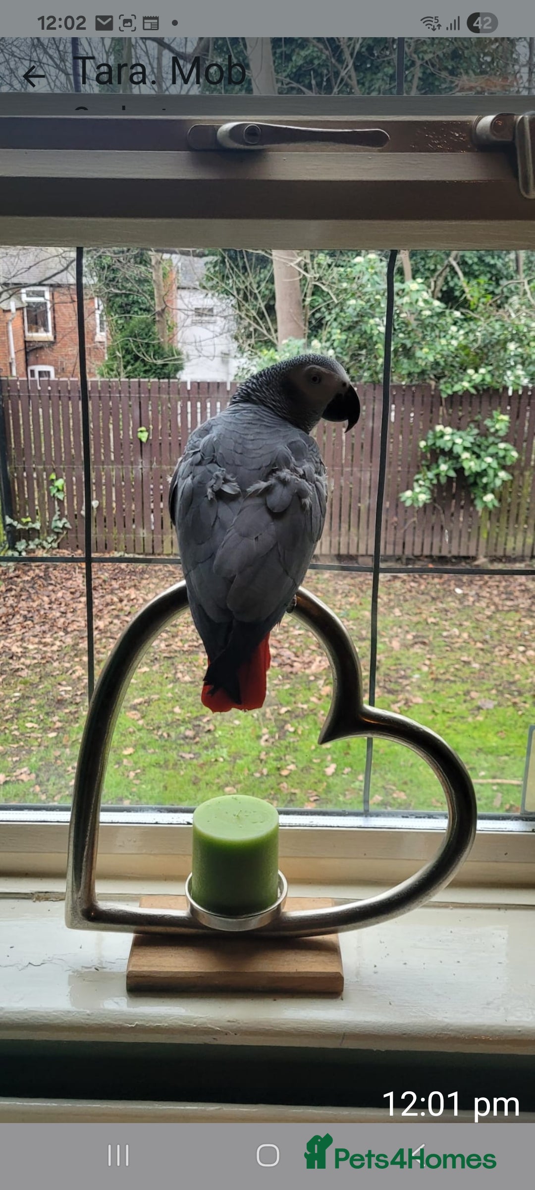 Parrots birds African grey parrot  - Advert 3