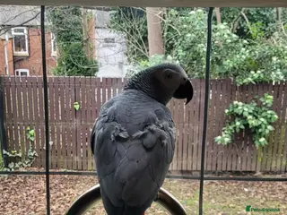 Parrots birds African grey parrot - Advert 3