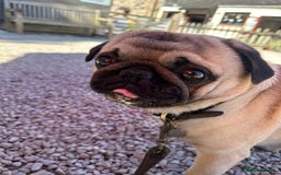 Pug dogs for stud: Brian the ultimate pug for stud only  - Image 6