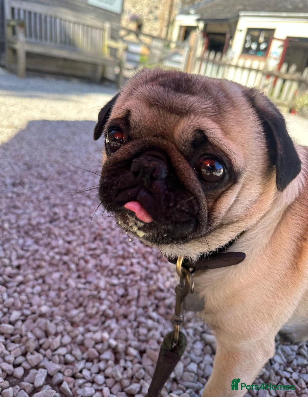 Pug dogs for stud: Brian the ultimate pug for stud only  - Image 6