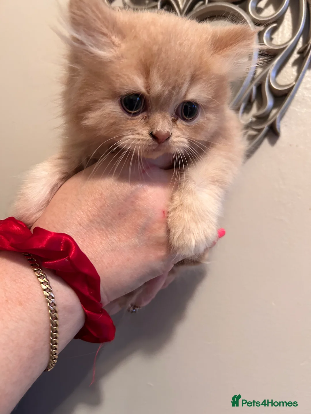 British Shorthair cats for sale: Show worthy British short hair with long hair gene - Advert 2