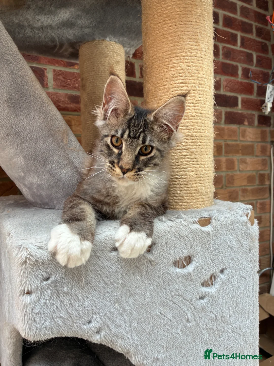 Maine Coon cats for sale: Only 1 boy left - Advert 6