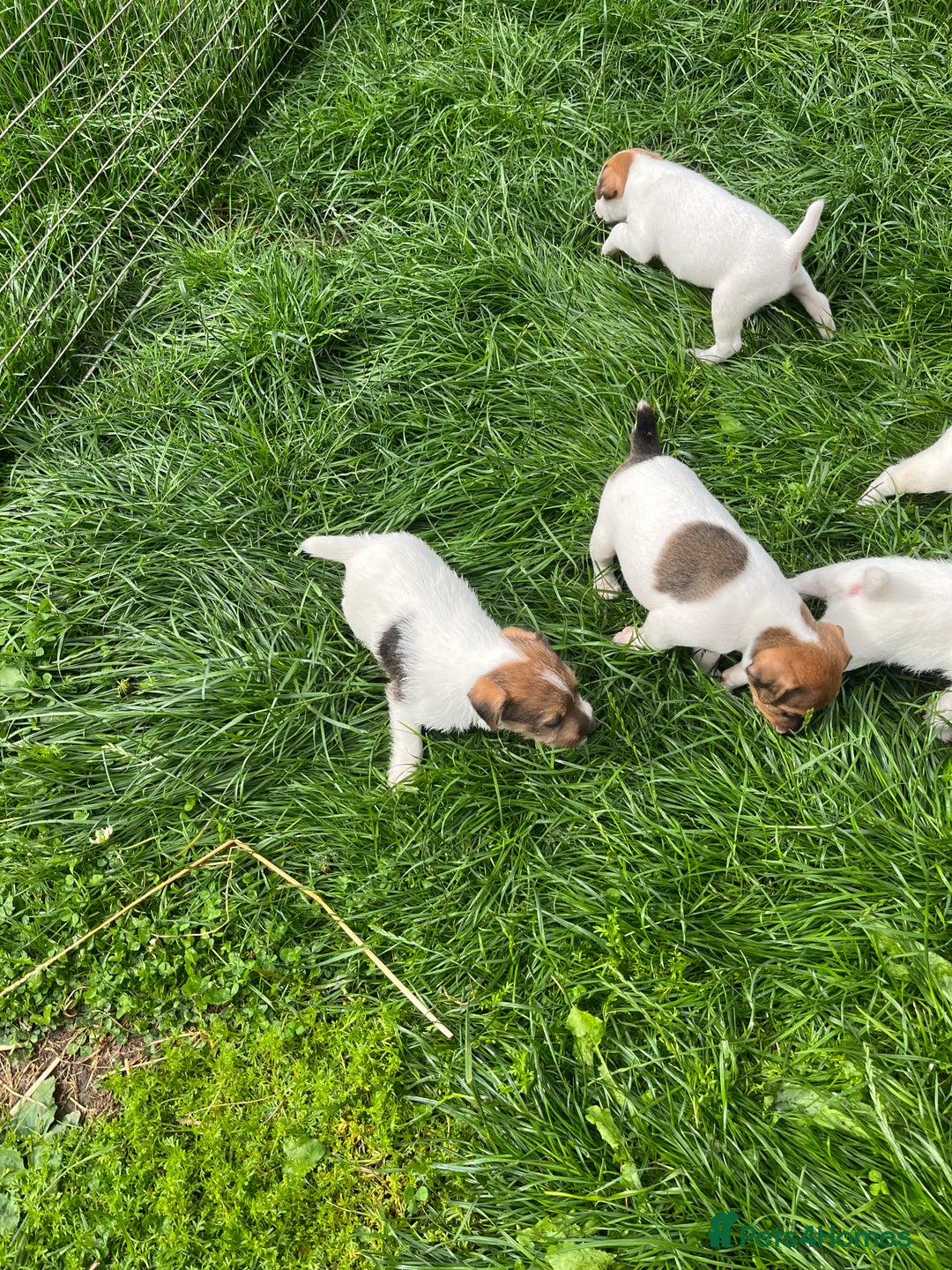 Jack Russell dogs for sale: Jack Russell puppies - Image 19
