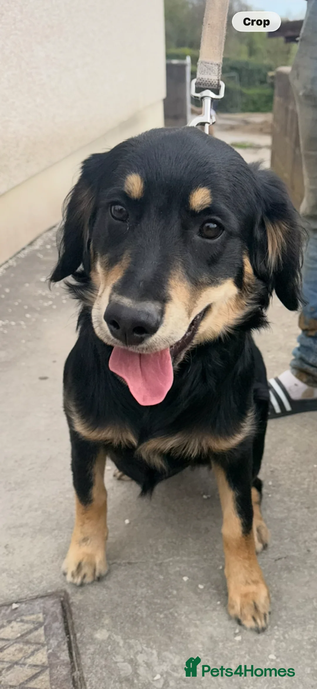 Mixed Breed dogs for sale: A beautiful Golden Retriever crossed with Sprollie - Advert 2