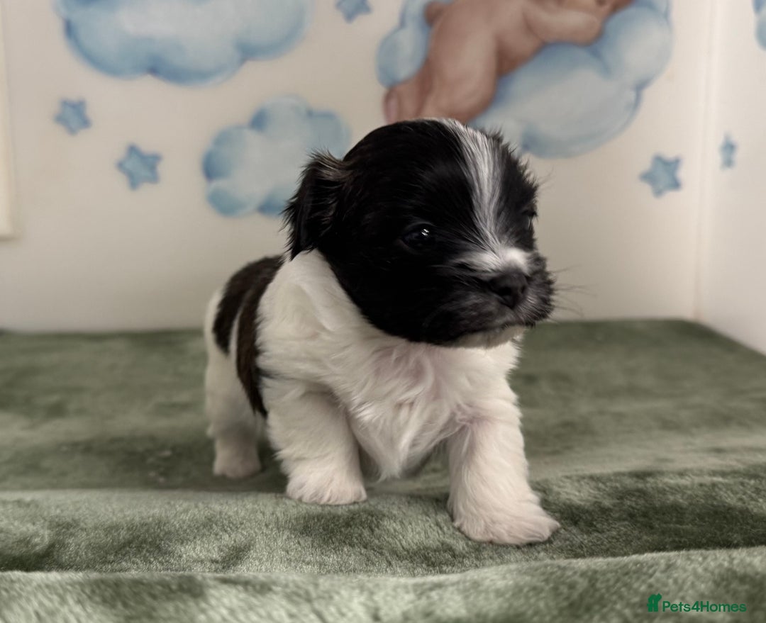 Mixed Breed dogs for sale: Tiny Terrier mix puppies  - Advert 3