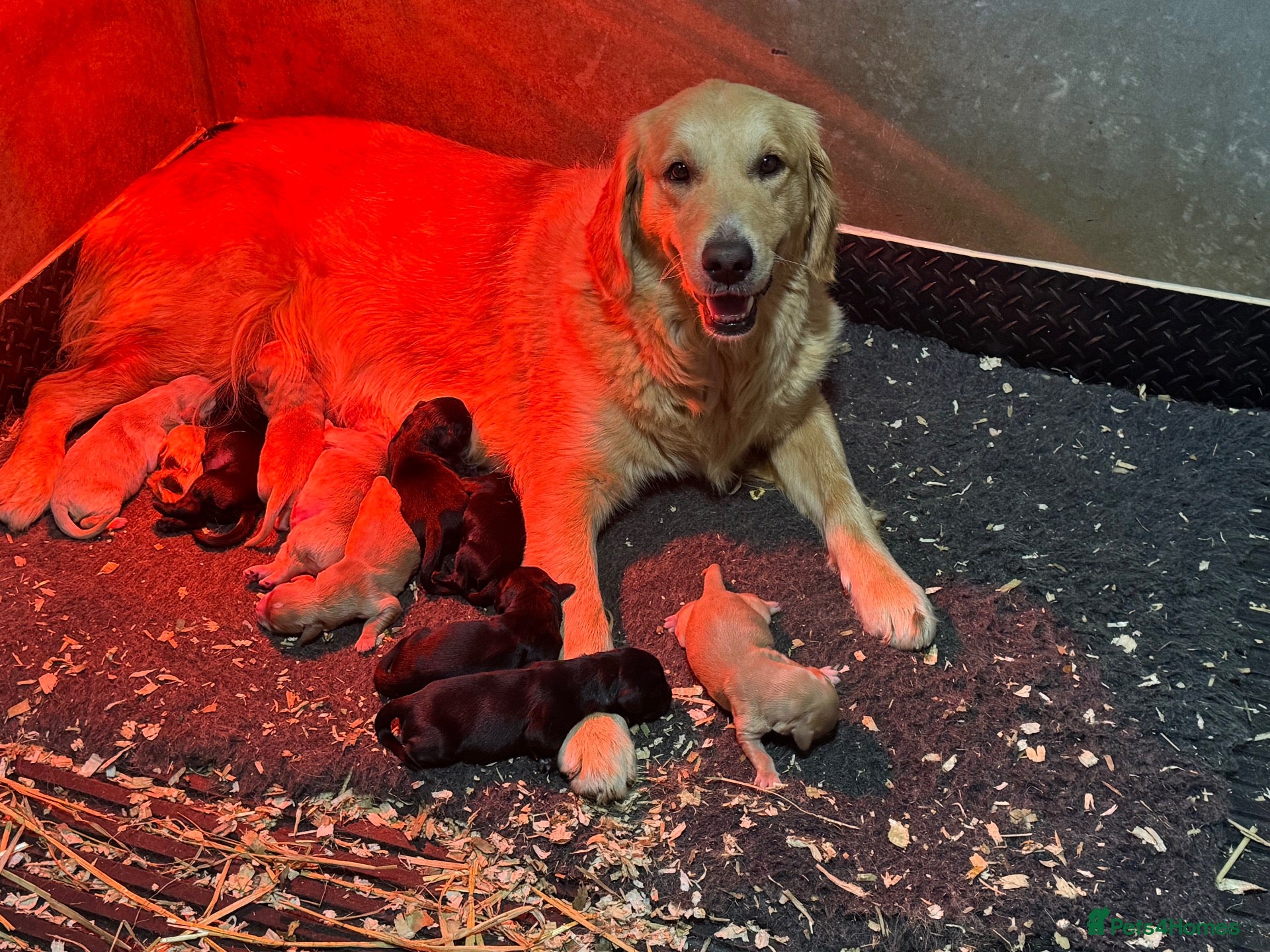 Mixed Breed dogs Beautiful Retriever puppies  - Advert 2