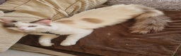 Ragdoll cats for sale: Bicolour ragdoll girls  - Advert 12