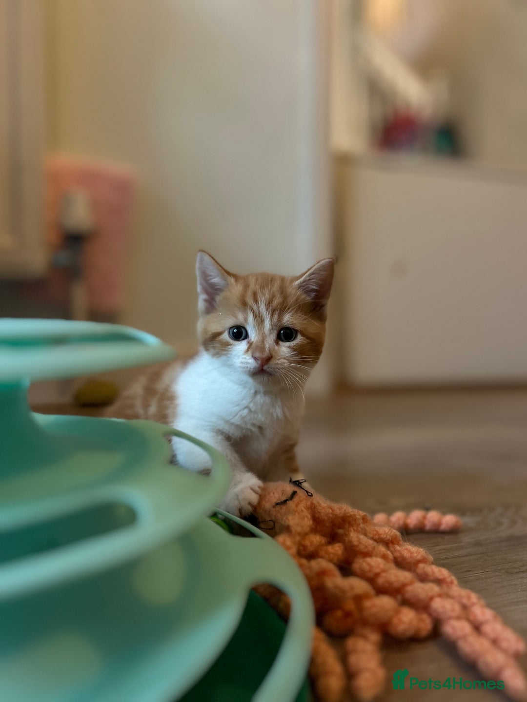 British Shorthair cats for sale: Chunky Kittens half BSH  - Image 11
